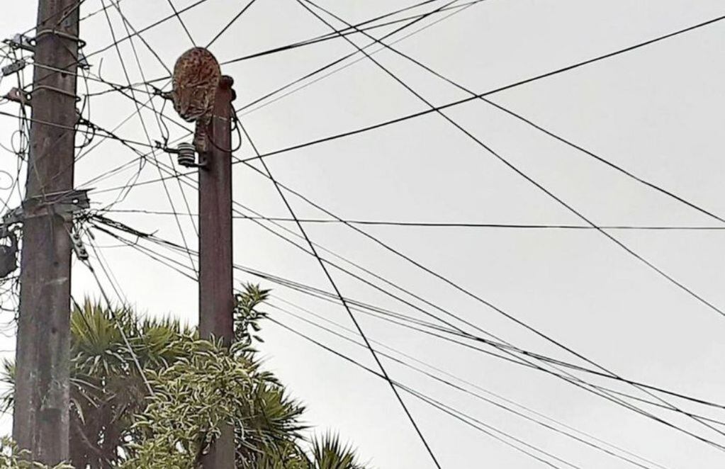 En 2019, una güiña se encaramó a los postes de luz, acechada por perros en Castro.