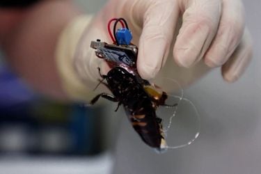 Científicos japoneses crean cucarachas cyborg para colaborar en rescates y derrumbes