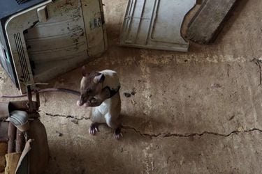 Estas ratas con mochilas son entrenadas para rescatar sobrevivientes en un terremoto