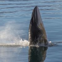 Usando Inteligencia Artificial, científico chileno descubre el canto de una ballena minke