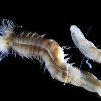 Descubren tres espeluznantes gusanos que brillan en la oscuridad