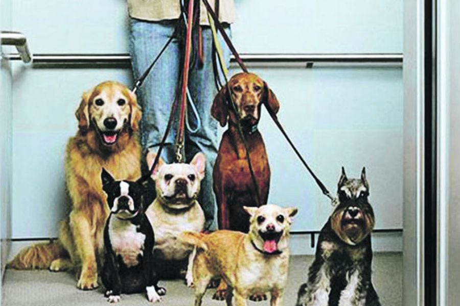 chihuahua al gran danés: mutación relacionada el tamaño de los perros existía desde antes de la domesticación - La Tercera