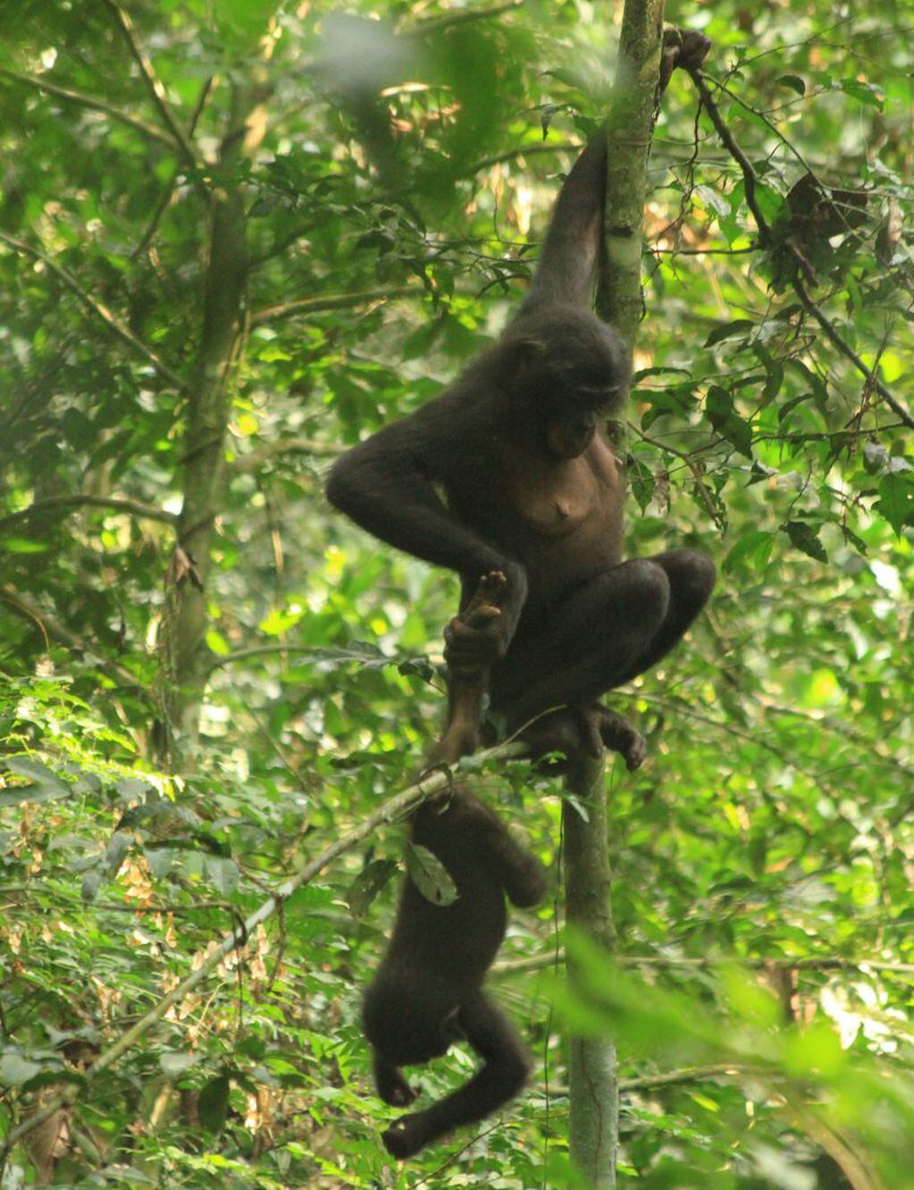 Madre bonobo sostiene a su cría colgando en un árbol.