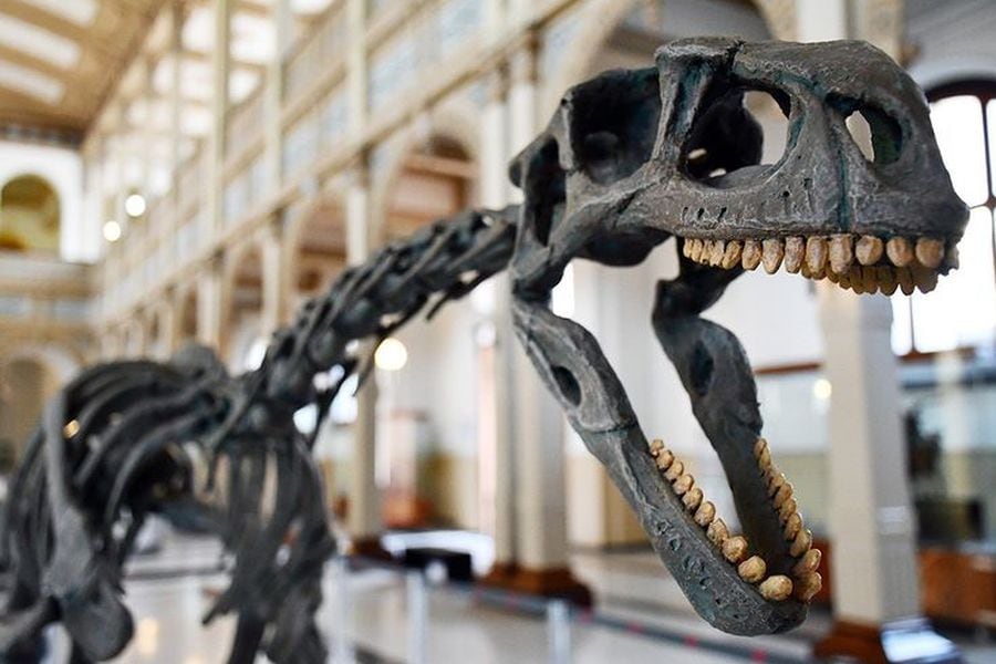 Chilesaurio, el dinosaurio más extraño del mundo, es el “encargado” de  reabrir las puertas del Museo Nacional de Historia Natural - La Tercera