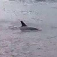 La insólita aparición de un delfín en un río de Dublín