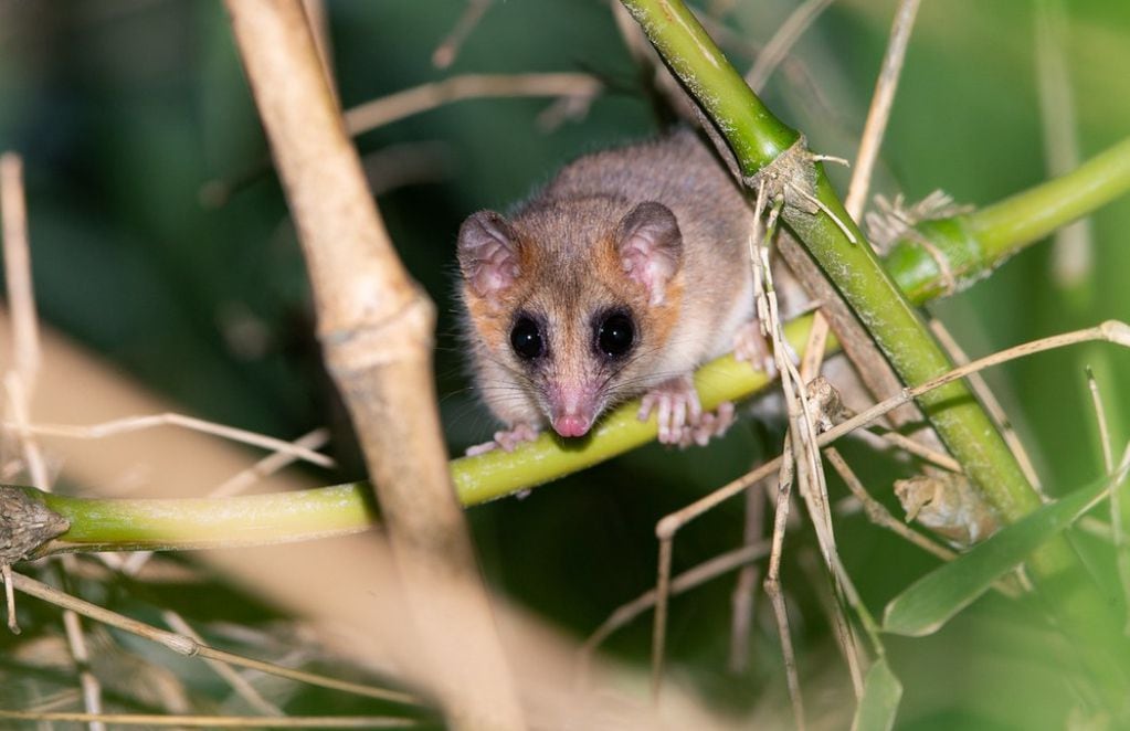 El pequeño marsupial entre bambúes. FOTO: Jono Dashper