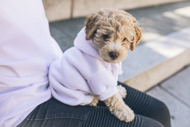¿Es bueno ponerle ropa a los perros en invierno? Guía para entender cuándo y cómo abrigar a tu mascota