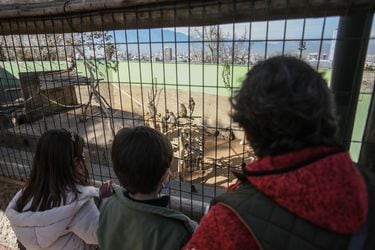 Viral muestra “plaga de ratas” en jaulas de guacamayos en el Zoológico Metropolitano del Parquemet
