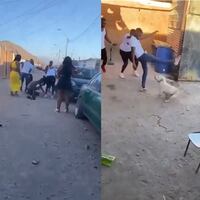 Tras video viral: Fiscalía inicia investigación por caso de maltrato animal contra perro en Copiapó