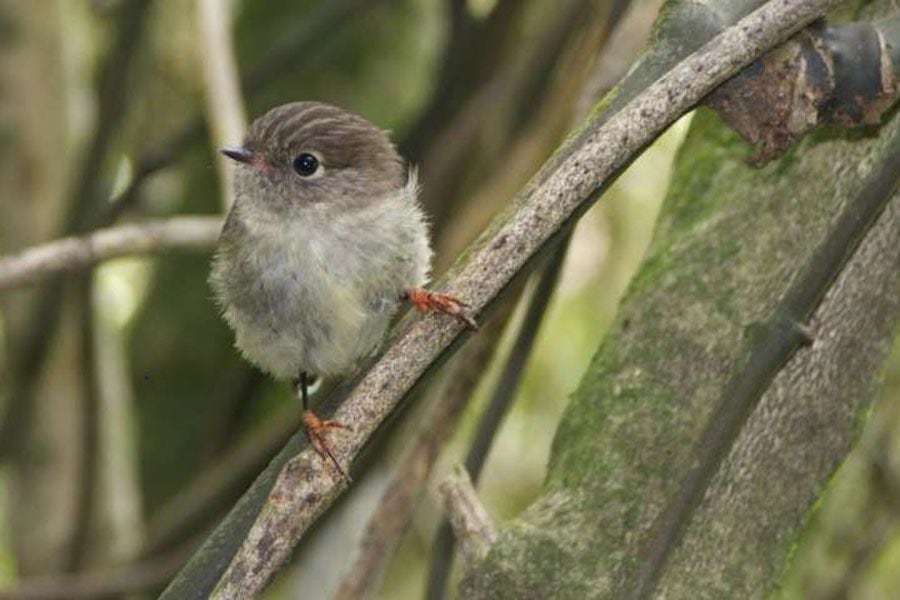 pajaro