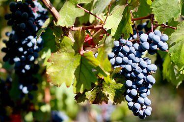 Ganancias trimestrales de Viña San Pedro cayeron 61,4% por alza en el costo del vino