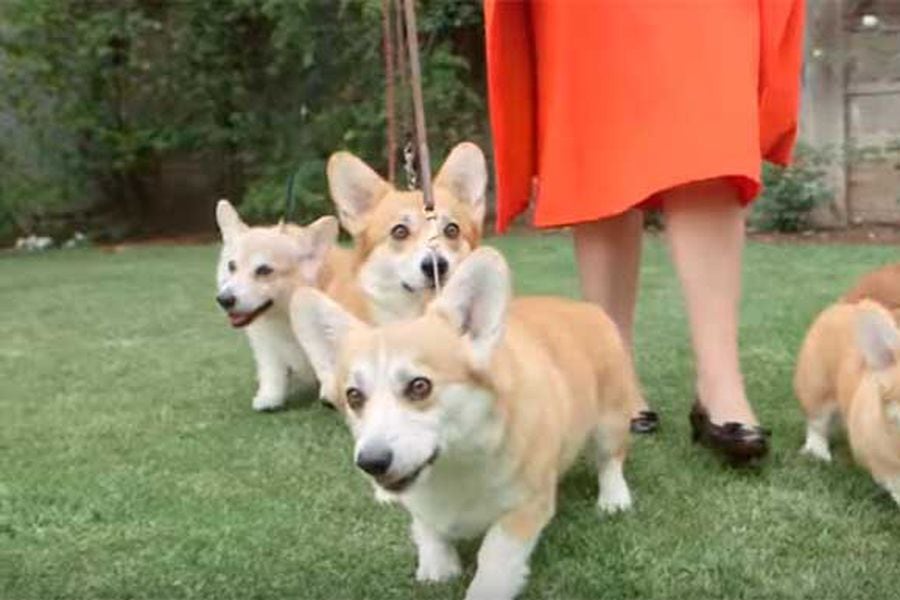 corgis-reina-isabel-ii