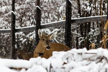 Huemul (Huilo Huilo)