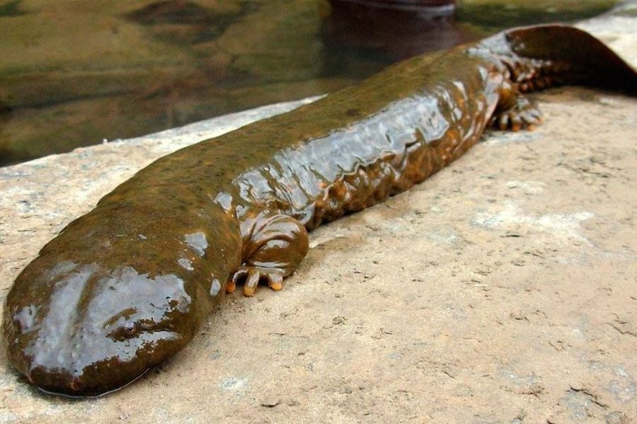salamandra-gigante