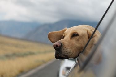 Perros vs aspiradoras: cómo quitarles el miedo a los aparatos ruidosos - La  Tercera