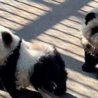 Zoológico chino pinta perritos y aseguran que son una “nueva especie” de osos panda