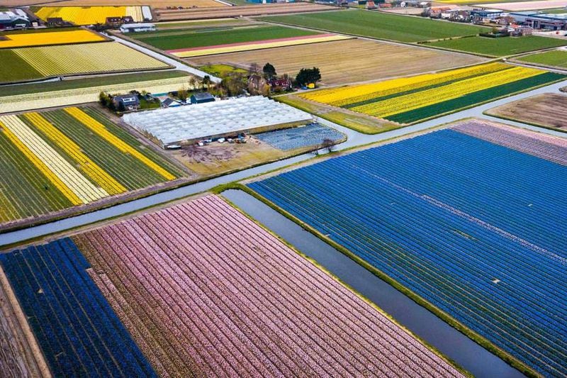 Campos de Tulipanes en Holanda