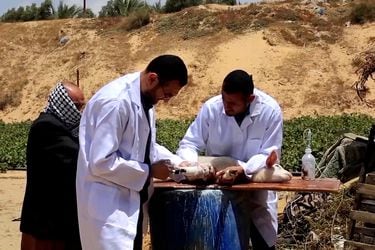 Cirujanos ortopédicos salvan animales heridos en Gaza
