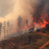 Decretan alerta roja en comuna de Alto Biobío por incendio forestal que amenaza la Reserva Nacional Ralco