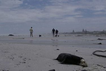 Investigan misteriosa muerte de 200 focas en Ciudad del Cabo