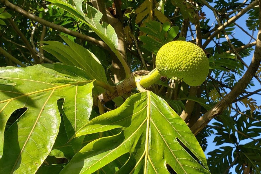 Arbol del pan