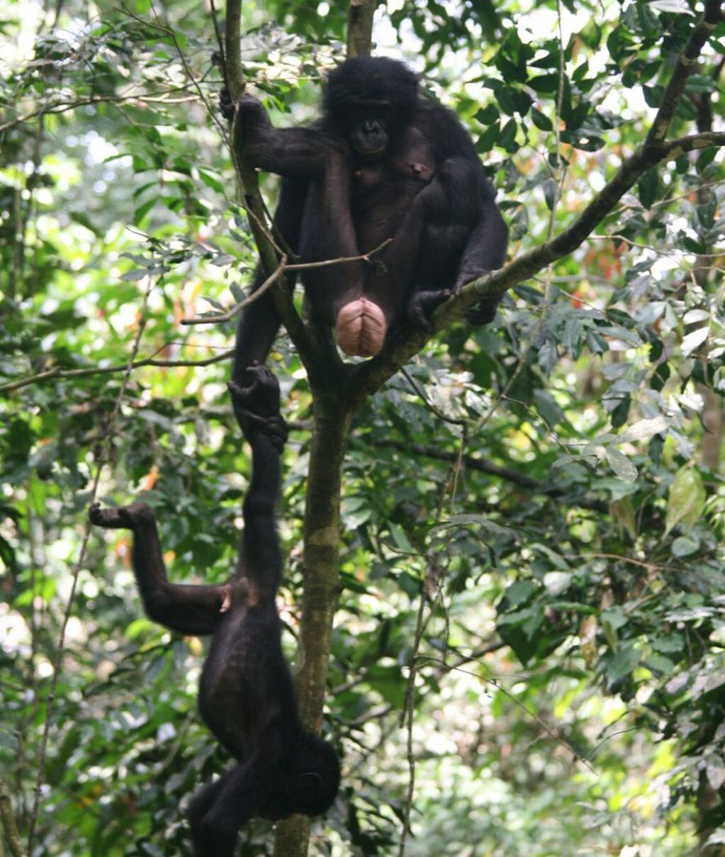 Una hembra sostiene a un joven macho bonobo. FOTO: Isabel Behncke.