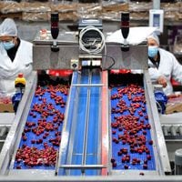 Exportaciones de cerezas marcan récord en volumen impulsado por el consumo del año nuevo chino
