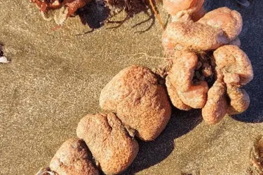 Qué son las papas de mar, los extraños organismos que aparecieron en algunas playas y que los expertos recomiendan no tocar