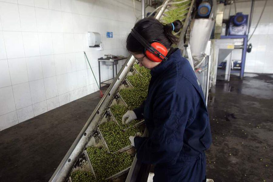 Trabajadores Aceite de Oliva