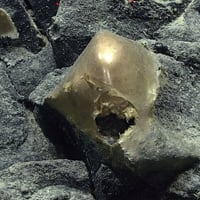 El misterioso “huevo dorado” que fue encontrado en las profundidades del Océano Pacífico