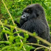 El increíble caso de un camarógrafo que logró que un gorila lo aceptara en su manada