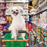 El tirón de orejas de la Fiscalía Nacional Económica a la marca de comida de mascotas Royal Canin