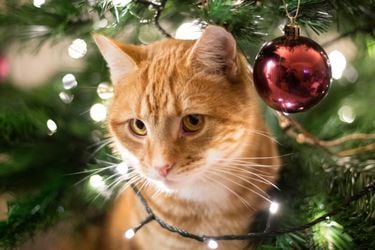 ¿Cómo proteger a tu gato del árbol de Navidad y viceversa?