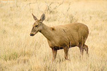 Huemul