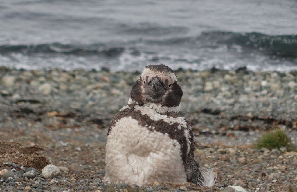 Pingüino de Magallanes cambia sus plumas. FOTO: Guido Macari