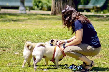 Ley Cholito: casi 900 mil mascotas han sido “chipeadas” en el primer año de la norma