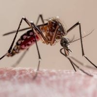 Dengue: por qué es peligroso tener la enfermedad por segunda vez