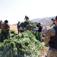 Las rutas terrestres del narco: desde el contrabando por el altiplano a la explosión de cultivo local