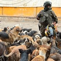 Carabineros desaloja a mujer que mantenía más de 200 perros en malas condiciones en exescuela de Curicó 