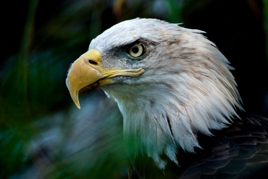 Aguila