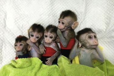macacos-adn-crispr