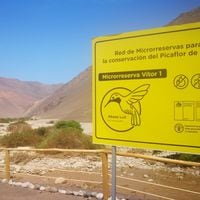 "Ruta del Picaflor de Arica": iniciativa comunitaria busca preservar el ave más amenazada de Chile