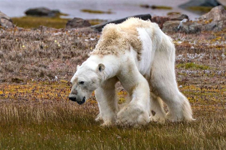 oso-polar