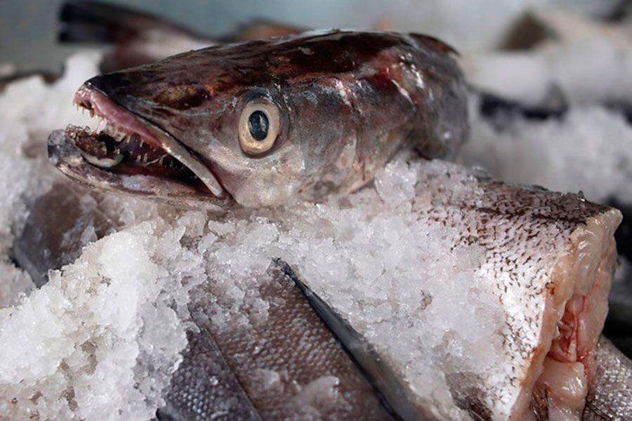 FishWEB