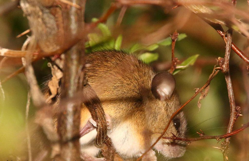 El ratón O. Flavescens que se encuentra ampliamente distribuido en Sudamérica. FOTO: Julio Castillo