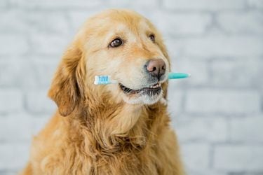 Por qué (y cómo) debes lavarle los dientes a tu perro