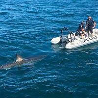 Enorme tiburón blanco acecha un bote policial en Australia