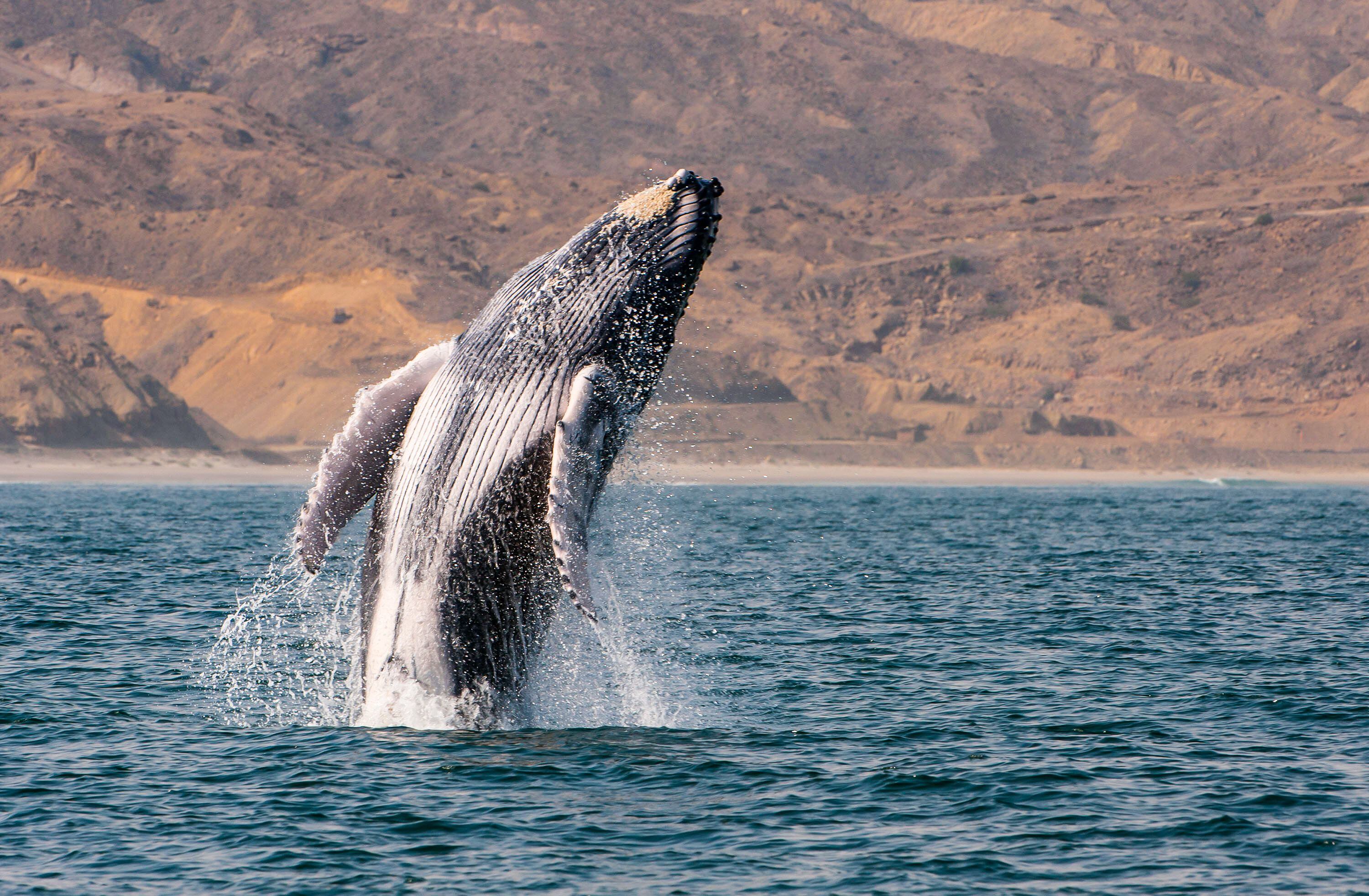 Lea también en Qué Pasa: ¿En qué partes de Chile se pueden apreciar? Las majestuosas ballenas que rondan las costas del país