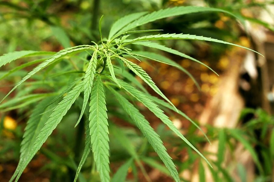 marihuana-medicinal.jpg