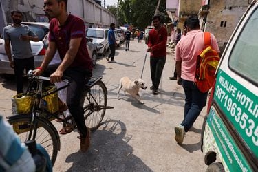 Tras los barrios marginales y los monos, Nueva Delhi retira los perros callejeros de cara a cumbre del G20